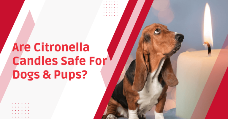 Are Citronella Candles Safe For Dogs & Pups